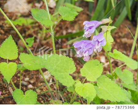 東京板橋区・赤塚植物園のラショウモンカズラ 78775366
