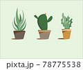 Vector set houseplant cactus and succulent in pot, realistic tree front view. 78775538