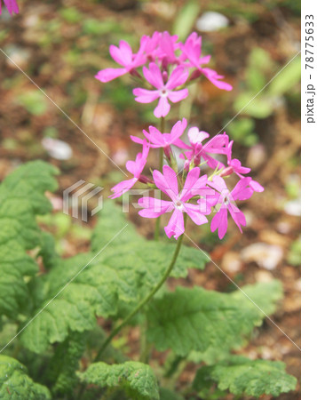 東京板橋区・赤塚植物園のサクラソウ 東京板橋区・赤塚植物園のサクラソウ 78775633