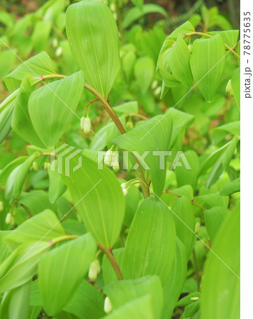 東京板橋区・赤塚植物園のアマドコロ 東京板橋区・赤塚植物園のアマドコロ 78775635