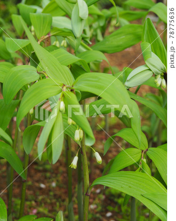 東京板橋区・赤塚植物園のアマドコロ 東京板橋区・赤塚植物園のアマドコロ 78775636