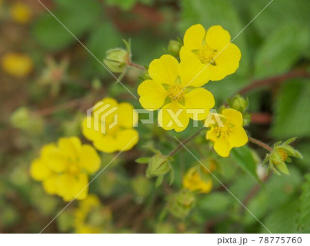東京板橋区・赤塚植物園のキジムシロ 東京板橋区・赤塚植物園のキジムシロ 78775760