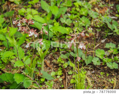 東京板橋区・赤塚植物園のエビネ 東京板橋区・赤塚植物園のエビネ 78776000