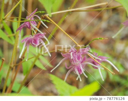 東京板橋区・赤塚植物園のイカリソウ 78776126