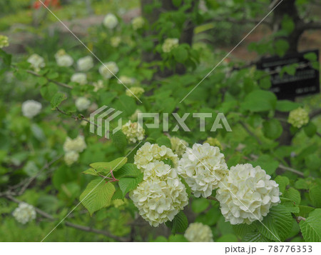 東京板橋区・赤塚植物園のオオデマリ 東京板橋区・赤塚植物園のオオデマリ 78776353