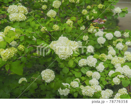 東京板橋区・赤塚植物園のオオデマリ 東京板橋区・赤塚植物園のオオデマリ 78776358