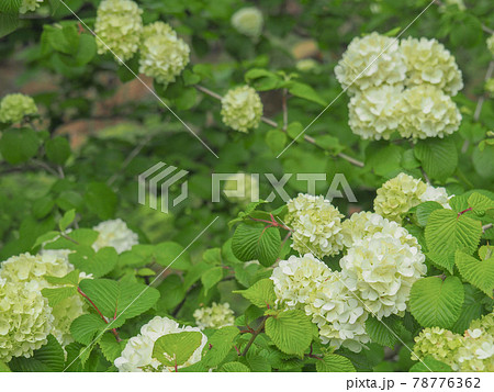東京板橋区・赤塚植物園のオオデマリ 東京板橋区・赤塚植物園のオオデマリ 78776362