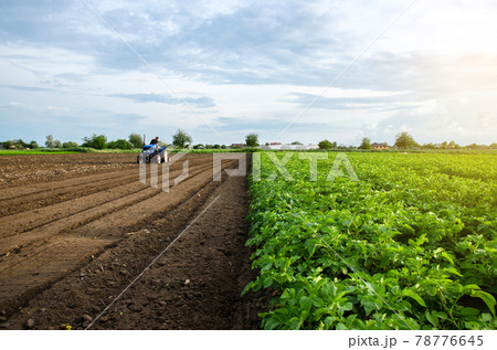 A farmer cultivates the soil on the site of an already harvested potato. Milling soil, crushing before cutting rows. Farming, agriculture. Plowing field. Loosening surface, land cultivation. A farmer cultivates the soil on the site of an already harvested potato. Milling soil, crushing before cutting rows. Farming, agriculture. Plowing field. Loosening surface, land cultivation. 78776645