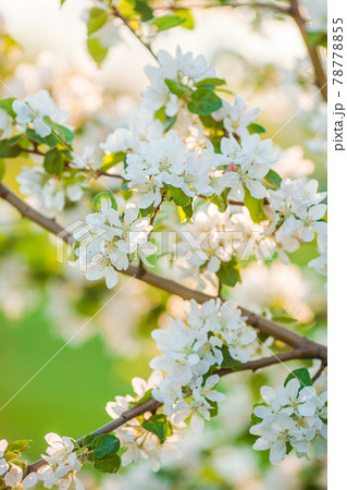 Flowers of blossoming apple tree branch on a spring day 78778855