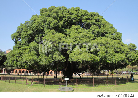 成功大学 成功大学 78778922