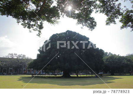 成功大学　ガジュマルの木 78778923