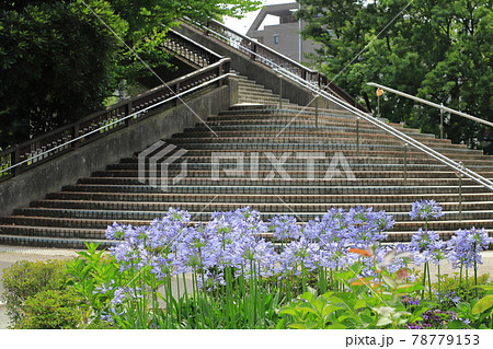 都立東綾瀬公園 アガパンサス と北山谷橋 都立東綾瀬公園 アガパンサス と北山谷橋 78779153