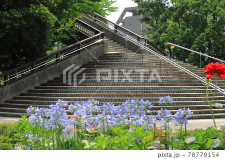 都立東綾瀬公園　アガパンサス と北山谷橋　 78779154
