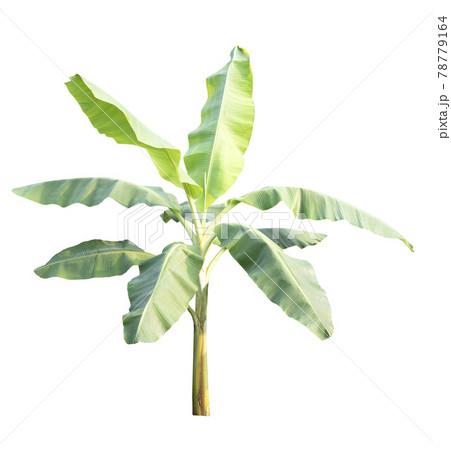 Banana tree isolated on white background Banana tree isolated on white background 78779164