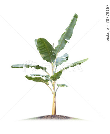 Banana tree isolated on white background Banana tree isolated on white background 78779167