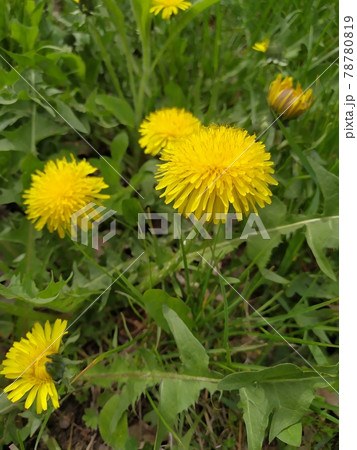 Yellow dandelions. Bright flowers dandelions on background of green spring meadows. Yellow dandelions. Bright flowers dandelions on background of green spring meadows. 78780819