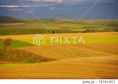 北海道 美瑛町 収穫期のパッチワークの路 北海道 美瑛町 収穫期のパッチワークの路 78781007
