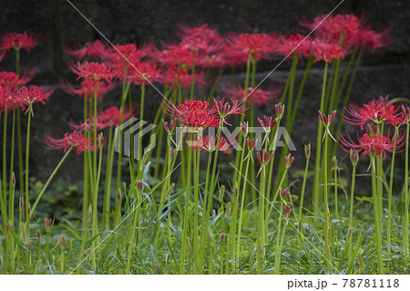 曼珠沙華 彼岸花 リコリス 巾着田 絶景 満開 曼珠沙華 彼岸花 リコリス 巾着田 絶景 満開 78781118