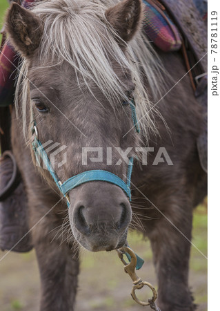 乗馬体験　乗馬散歩　馬　農家　観光乗馬　乗馬 78781119