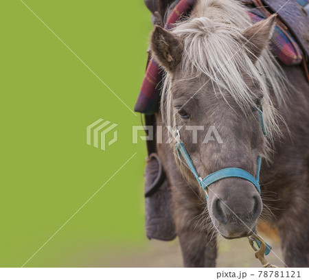 乗馬体験　乗馬散歩　馬　農家　観光乗馬　乗馬 78781121