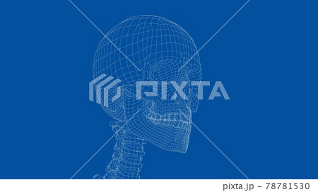 Human skeleton. Vector Human skeleton. Vector 78781530