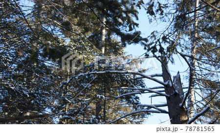 Dense coniferous forest, tree crowns, winter in the forest Dense coniferous forest, tree crowns, winter in the forest 78781565