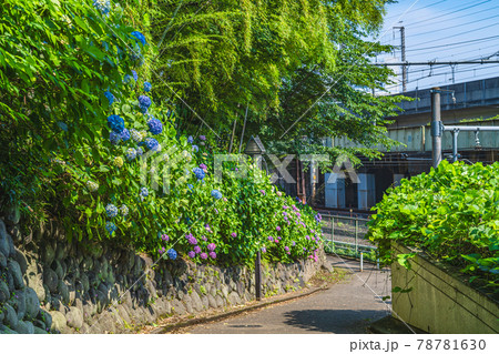 東京の都市風景 飛鳥の小径と紫陽花の風景 78781630