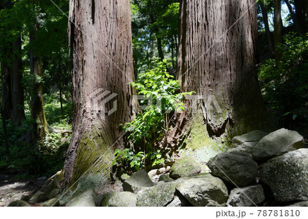 百済寺　参道の杉と若葉　滋賀県東近江市 78781810