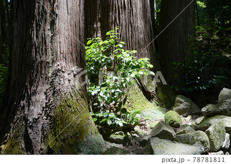 百済寺 参道の杉と若葉 滋賀県東近江市 百済寺 参道の杉と若葉 滋賀県東近江市 78781811