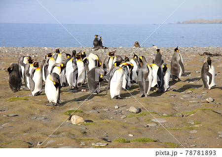 オウサマペンギン(サウスジョージア島) オウサマペンギン(サウスジョージア島) 78781893