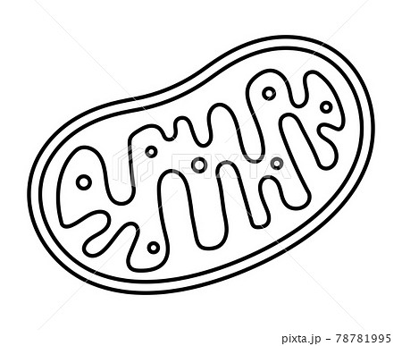 ミトコンドリア 78781995