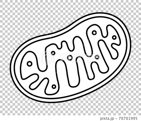 Mitochondria - Stock Illustration [78781995] - PIXTA