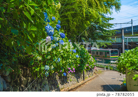 東京の都市風景 飛鳥の小径と紫陽花の風景 78782055
