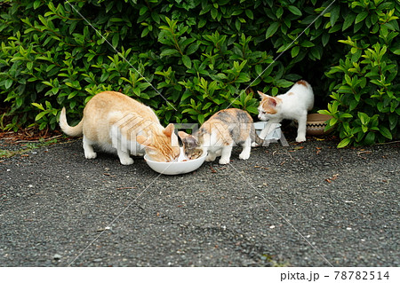 食欲旺盛な野良猫の可愛い子猫の写真素材
