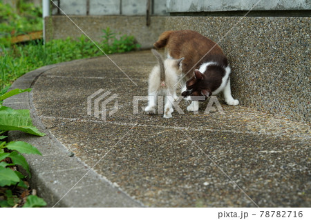 綺麗な色の目をした珍しい色柄の可愛い野良猫の子猫の写真素材