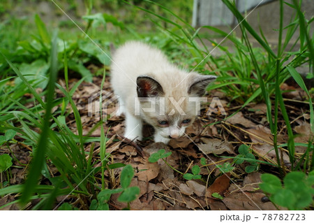 綺麗な色の目をした珍しい色柄の可愛い野良猫の子猫の写真素材