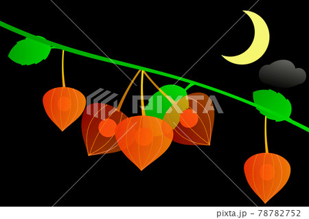 鬼灯 鬼灯 78782752