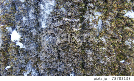 Old tree bark, moss on the tree trunk Old tree bark, moss on the tree trunk 78783133