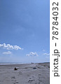 北海道初夏の海流木　 78784032