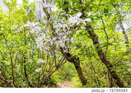 ブナ林とタムシバ 78784084