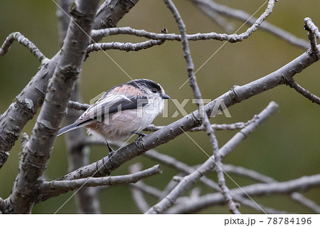 愛くるしい仕草で小さな白い鳥 エナガ 78784196