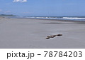 北海道初夏の海 78784203