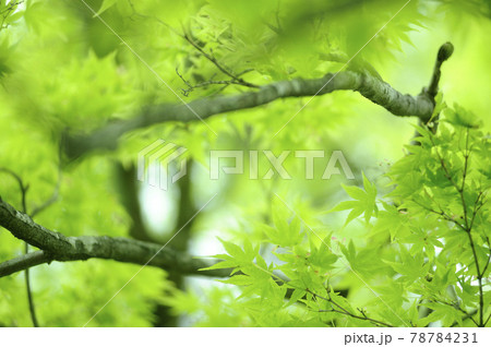 新緑の季節 78784231