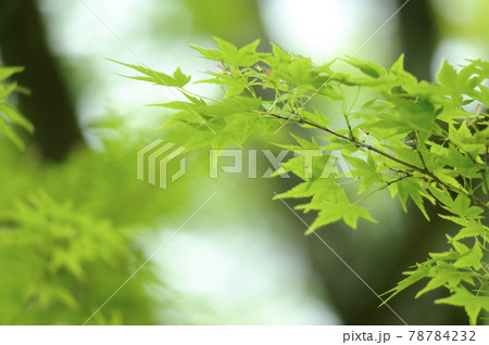 新緑の季節 78784232