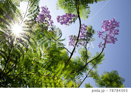 太陽を背にした緑と紫のジャカラン 78784303
