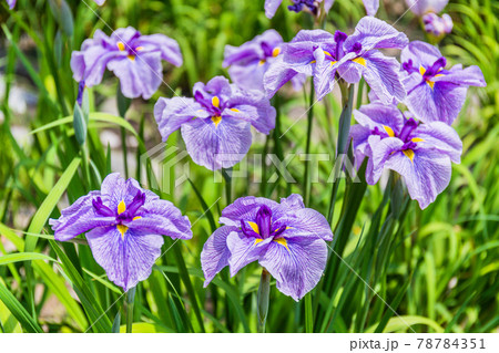 紫の花しょうぶ 78784351