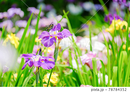 花しょうぶとトンボ 78784352