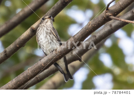 秋になると渡りの途中で日本列島を通過する旅鳥エゾヒタキ 秋になると渡りの途中で日本列島を通過する旅鳥エゾヒタキ 78784401