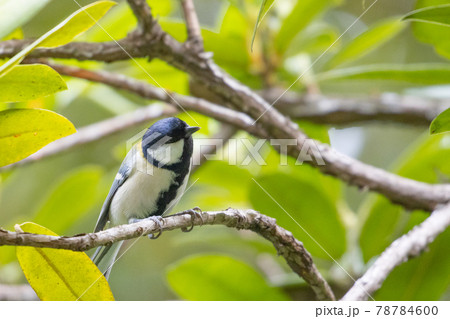 胸のネクタイが可愛らしい身近な野鳥 シジュウカラ 78784600
