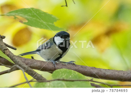 胸のネクタイが可愛らしい身近な野鳥 シジュウカラ 78784693
